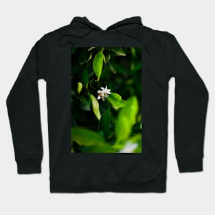 Fleur d'oranger Hoodie